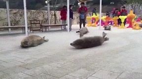 Hinata Doesn&#039;t Deserve What Happened With Her (Jikage Rising #5)