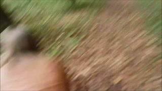 Public Doggystyle &amp; Cum Gargle On Woodland Path