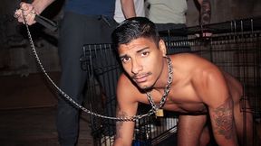 Johnny Moon, Ty Santana And Apollo Fates - Humiliated Frat Pledger Apollo Endures Sexy Hazing: Dog Caged, Water Bowl, And Anal Submission