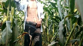 Indian Big Cock Showing in Maize Field