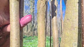 Relaxed Sunday in the forest