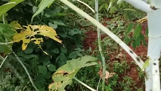 புல்தரையில் ஆண்டியை ஓல் போடும் கிராமத்து செக்ஸ் வீடியோ