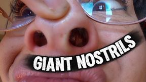 POV Giant snot-filled nostrils, pig nose in close-up