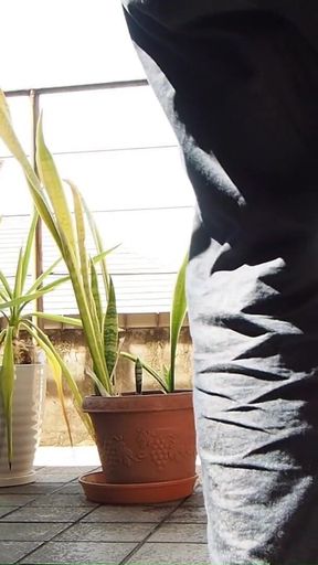 Peeing on a Potted Plant