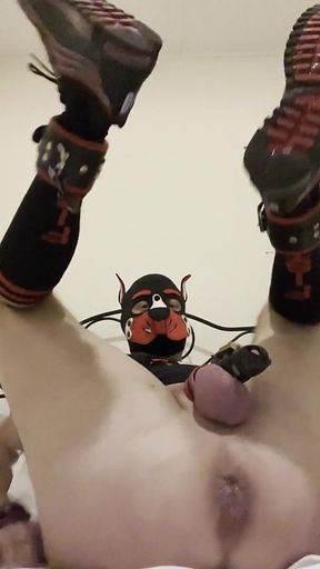 Gaping Gay Puppy Ass After Heavy Fisting Night