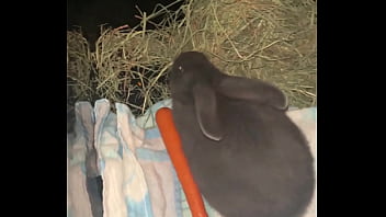 Welcome our new Flemish rabbit- Frank Sinatra.