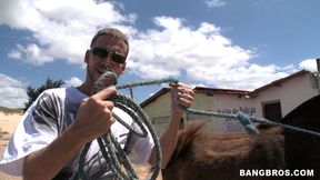 donkeys & brazilian chicks