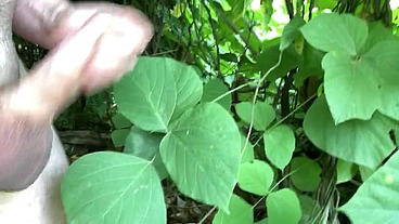 Kudzu
