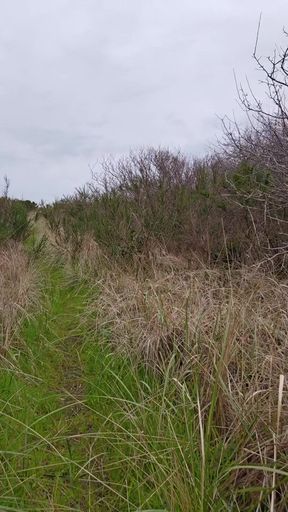 Naked Walk Into The Dunes