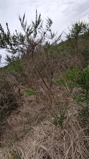Naked Walk Into The Dunes