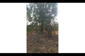 Was Trying to Find a Right Spot in the Forest to Wet and Stroke My Bcc Outdoors