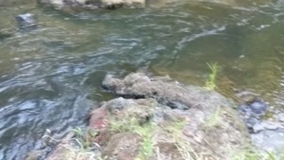 Quarantine Public Forest Fun! Blowjobs And Cumshots Check us out on OnlyFans