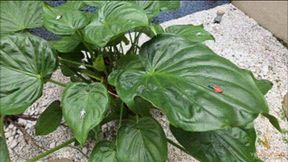 109KG GIANT BBW FARTING IN POV DOMINATION OVER TINY SLAVES - BY ROSALIA PEACH - FULL VERSION IN FULL HD - NEW APRIL 2026