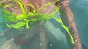Sexy Italian Milf Artemisia Love Flashing her juicy big tits underwater in Public Full OF