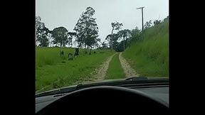 Saindo da ro&ccedil_a pra comer uma puta feia e pobre da cidade ao som de Chimo Bayo Est&aacute_ si Esta No ok