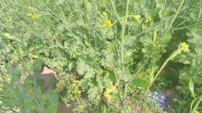 Like a khet mein sex karte hue handjob