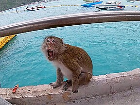 Boat trip with my Asian teen 18+ girlfriend became sex in public
