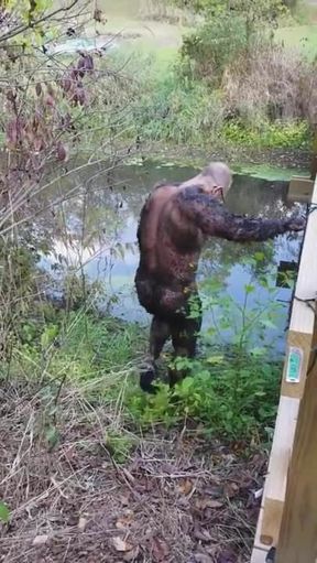 Peat Bog 2.mp4