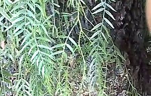 Outdoor sucking with facial