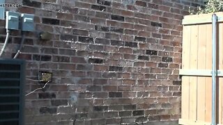 Daddy backyard solo