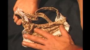 Big Cock Bringing Joy to the Trans Anal Scene