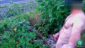 Risky, naked on a busy road, flashing penis at cars.