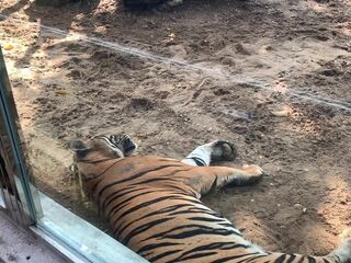 The Tigers of Saigon