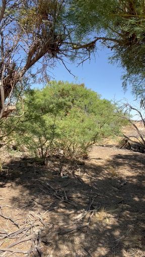 Tsjade Cums Again Outdoors