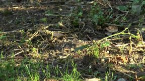 Hot Ebony Babe Deepthroats and Gets Wild DP Action