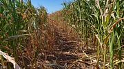 Exploring With Andrie EPS 1 - All Corn 🌽 No Porn ⬛️🟧 | Nature Foliage Flora And Fauna | SFW |