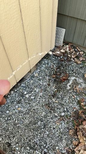 Pissing