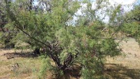 Shy Aboriginal
