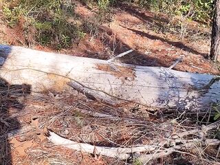 nearly got caught on nature trail