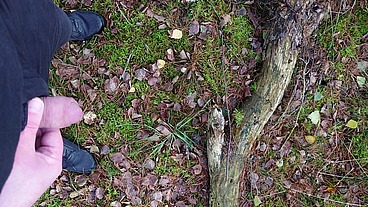 Pissen im Wald