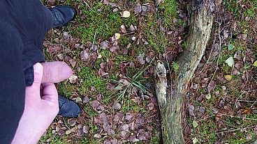 Pissen im Wald