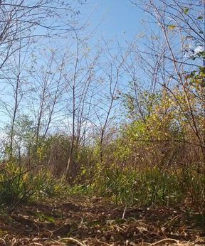 Running naked through the woods on a Fall day