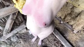 Rough training session in the stable