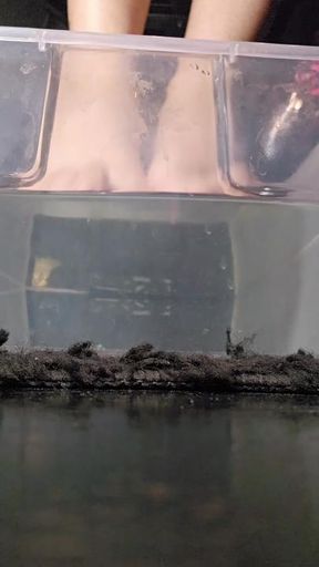 Slow-Motion ASMR Foot soak :3