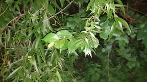 Sex in the Park with Rosalina Love