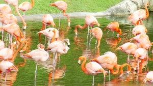Brazzers: Wet and Wild in Miami