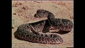 Bratty Bratwurst Bonkers (full Porn Movie)