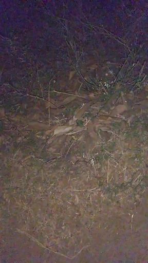 Bhabhi Fucking My Penis Drop in Pussy