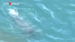 Beach Voyeur&period; Hot babe with big natural tits gives head on a public beach
