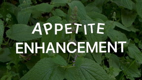 Appetite Enhancement