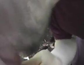 Bear Cub Blows a Load in His Mouth and Swallows 2