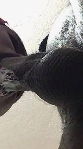 Sloppy Blowjob
