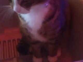 Kitten makes box to play in
