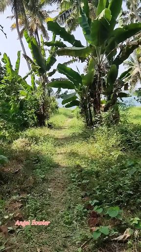 Pee POV on the Palm Plantation