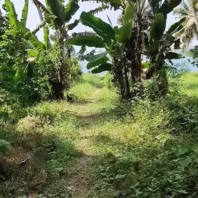 Pee POV on the Palm Plantation