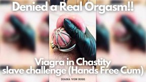 Chained & Denied Orgasm&#x1F4A6;: Viagra Test, Hands-Free Cram Session!